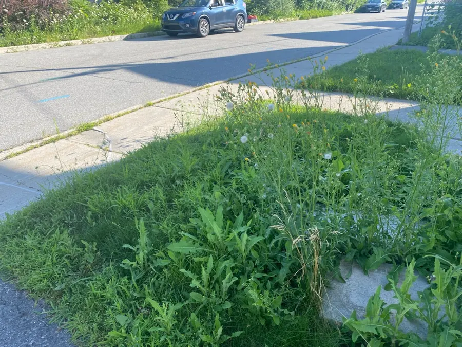 Tall weeds and grass crowding a sidewalk edge beside a street